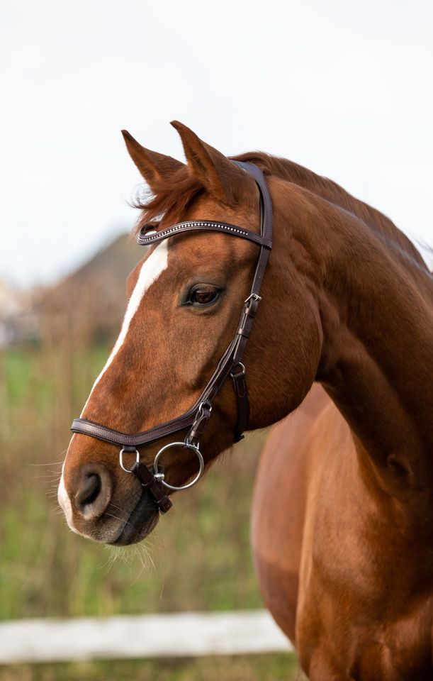 Anatomische TRENSEN Micklem Nachbau 49,95 pony, vb, wb & kb NEU! in Rehburg-Loccum