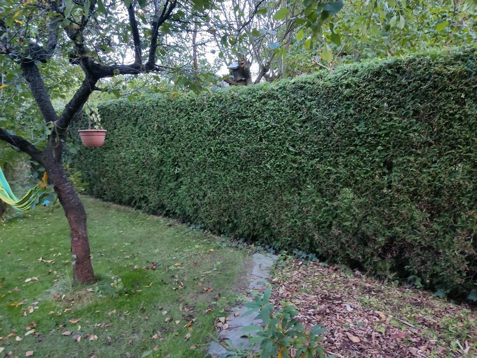 Hecke schneiden, Heckenschnitt in Fredersdorf-Vogelsdorf