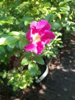 Apfelrose wildrose Rosa rugosa Nordrhein-Westfalen - Simmerath Vorschau