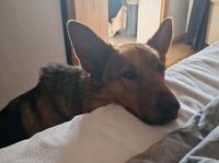Schäferhund-Mischlingshündin Käthe sucht ein neues Zuhause Hessen - Ehringshausen Vorschau