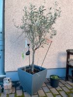 Olivenbaum Olea Europaea 120 cm, Mediterrane Kulturpflanze, Baum, Niedersachsen - Braunschweig Vorschau