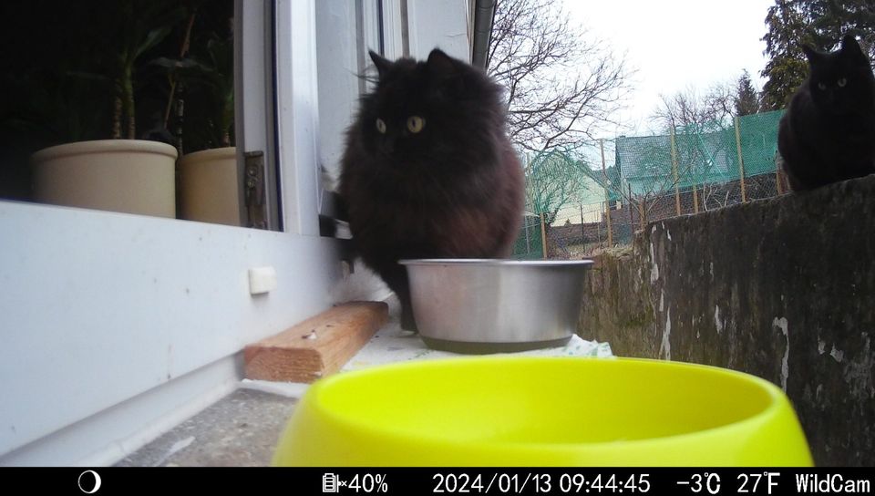 Langhaar-Katze weiblich in Nußbach