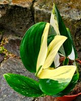 Monstera Standleyana Variegata  3 Pflanzen im Topf - M3R Hessen - Obertshausen Vorschau