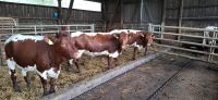 Pinzgauer Rinder Nordrhein-Westfalen - Xanten Vorschau