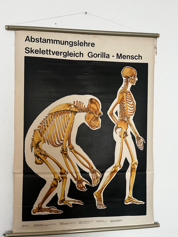 DDR-Schulplakat mit Gorilla- und Menschenskelett in Berlin