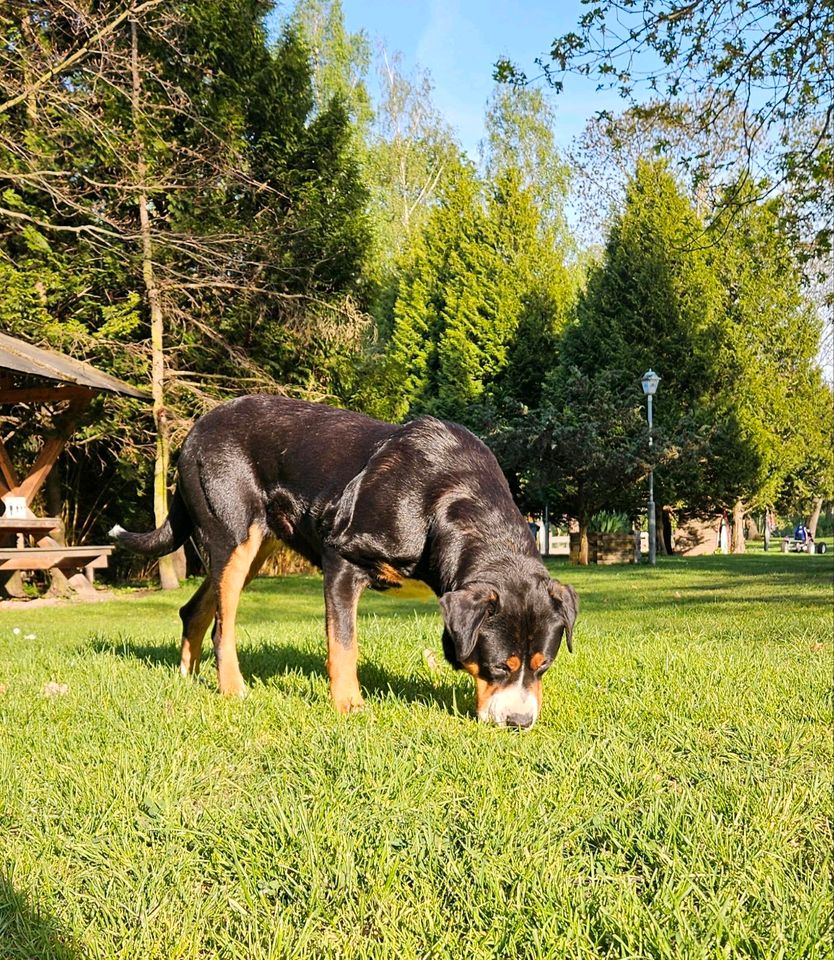 Großer Schweizer Sennenhund in Am Ettersberg