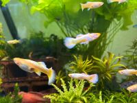 Fisch Full Gold Guppy Poecilia reticulata Mitte - Wedding Vorschau