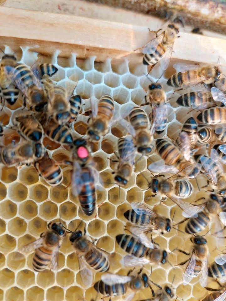 Bienenvölker, Bienenableger zu verkaufen in Hamburg