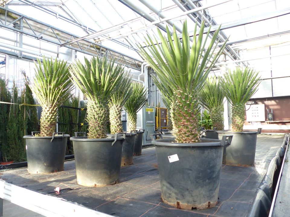 Yucca Filifera Palme 90 -100 cm Stamm 30 - 40 cm in Goch