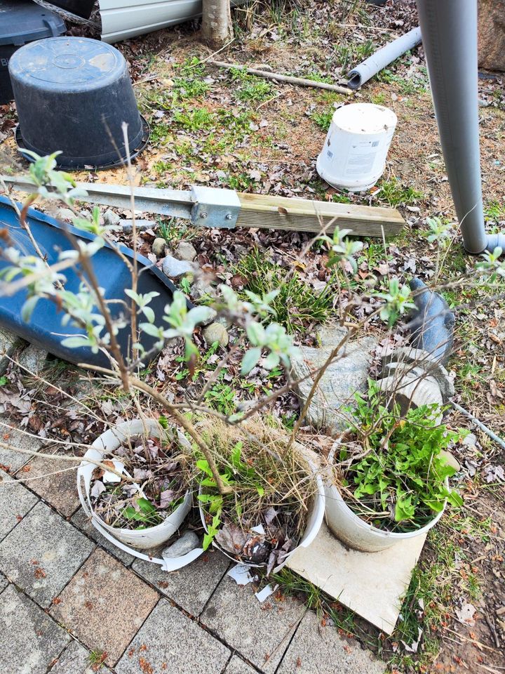 4-5 verschiedene Pflanzen "Blühende Hecke" in Walddorfhäslach