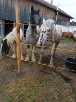 Freizeit Westernreiten goldenen Herbst genießen Bayern - Tuntenhausen Vorschau