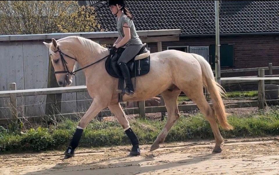 Wallach 4 Jahre Palomino in Viersen