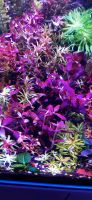 ❌Verkauft❌⭐❤ BACOPA PURPLE ❤⭐ Aquarium Pflanzen Bucephalandra Freiburg im Breisgau - March Vorschau