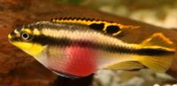 2 Fische aus unseren Aquarium Purpur Prachtbarsche abzugeben Rheinland-Pfalz - Mayen Vorschau
