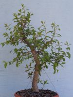 BONSAI GUT VORBEREITETER GROßER ROHLING SCHLEHE PRUNUS SPINOSA Dresden - Striesen-Süd Vorschau