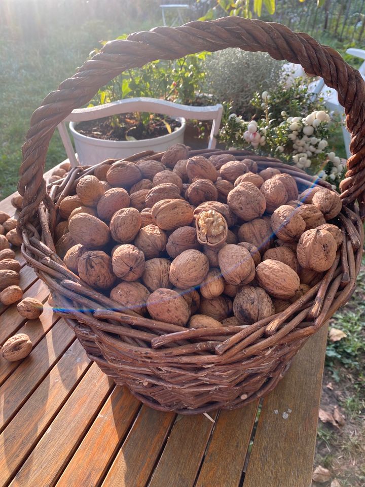 Frische Walnüsse  backen Wallnüsse besser als Bio Demeter in Arnstein