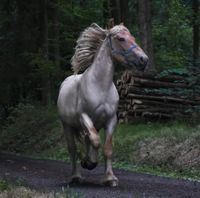 Kaltbluthengst Sachsen - Bad Gottleuba-Berggießhübel Vorschau