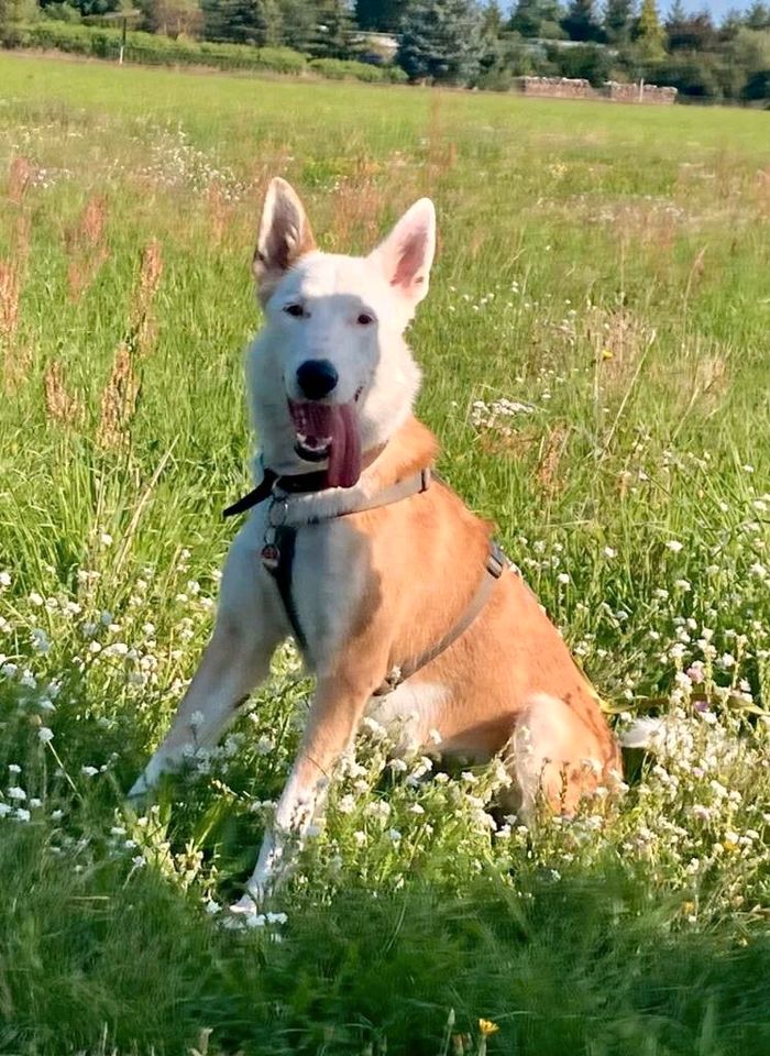 THOR Border Collie Husky Mischling Tierschutz Hund Rüde in Salzwedel