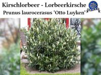 Kirschlorbeer Otto Luyken Heckenpflanzen Beste Qualität! Günstig! Sachsen-Anhalt - Kamern Vorschau
