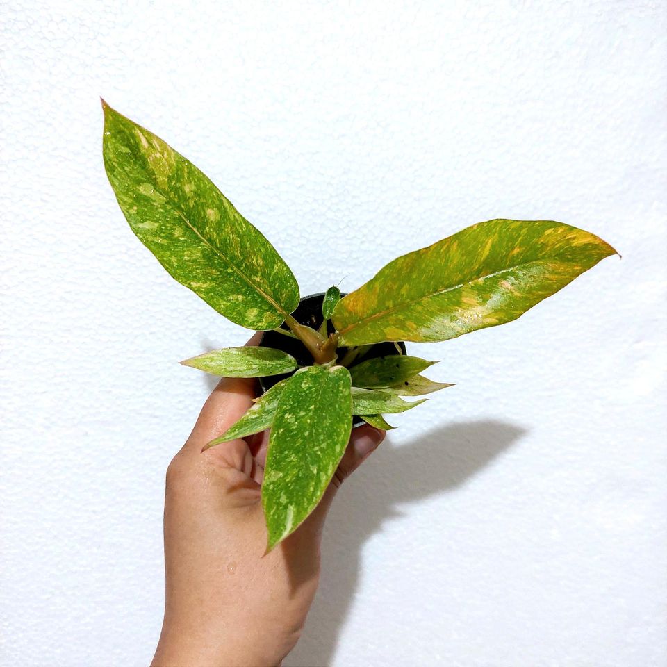 Philodendron Ring of Fire in Berlin