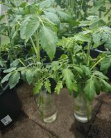 Tomaten Pflanzen samenfest Niedersachsen - Dörverden Vorschau