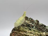 Neomantis australis Ootheken Gottesanbeterin Mantis Rheinland-Pfalz - Laubenheim Nahe Vorschau