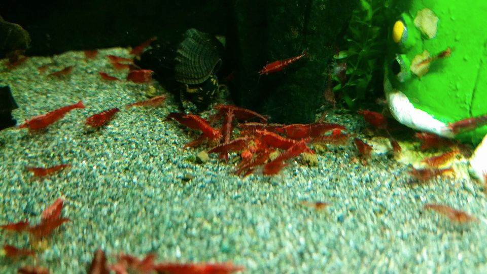 Neocaridina red Sakura in Nordwestuckermark