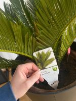 Verkaufe Pflanze Cycas Revoluta Ananasbaum Wandsbek - Hamburg Marienthal Vorschau