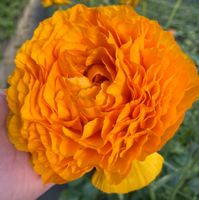 Ranunkel (Ranunculus) 'Elegance Clementine' Rhizom Nürnberg (Mittelfr) - Aussenstadt-Sued Vorschau