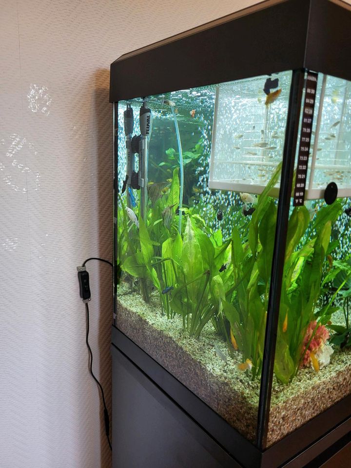Aquarium  FLUVAL der Becken hat 240 Liter in Essen