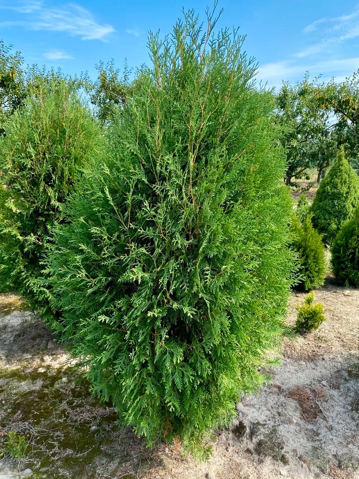 Thuja Wagneri in Dresden