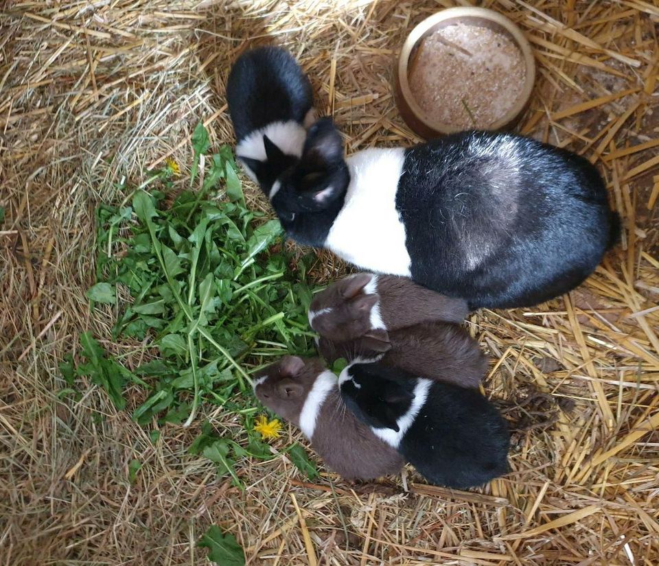 Holländer Kaninchen Häsin und Jungtiere in Eigenrode