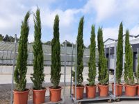 Mittelmeerzypresse Cupressus Sempervirens Totem  250-300cm Nordrhein-Westfalen - Goch Vorschau