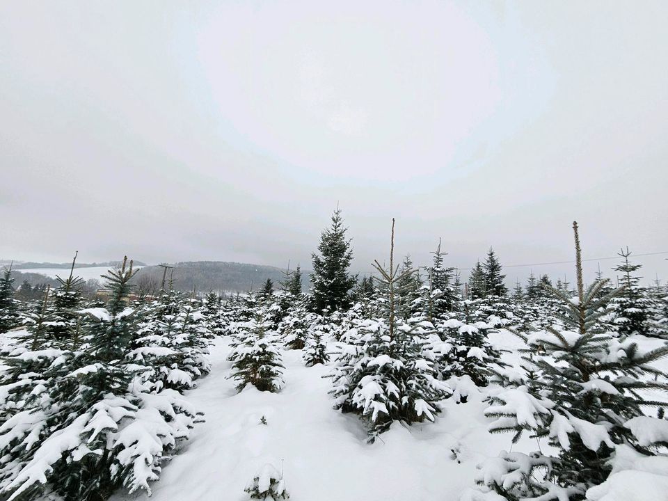 Weihnachtsbäume ungespritzt natürlich Bio Qualität in Dippoldiswalde