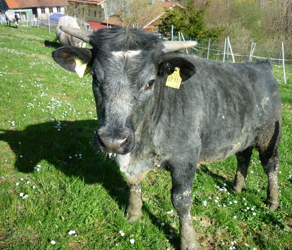 Weißblauer Belgier, Jersey/Dexter Kalb in Schnaitsee