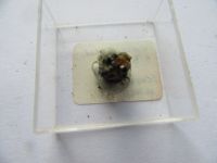 Mineralien Cassiterit MM in Dose 2,5 x 2,5 cm von Horni Slavkov Hessen - Biebertal Vorschau