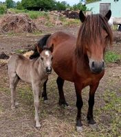 Schicke Ponystute abzugeben Brandenburg - Cottbus Vorschau