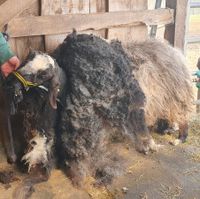 Rohwolle Bergschaf Lila Niedersachsen - Braunlage Vorschau