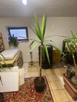 Yucca Palme Bayern - Schöllnach Vorschau