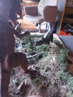 Diorama (Dibosaurier) Brandenburg - Pritzwalk Vorschau