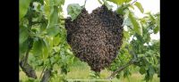 Fange Bienenschwarm Hessen - Solms Vorschau