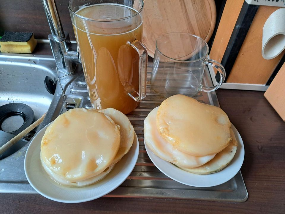 Jun (Champagner) Kombucha Scoby mit Ansatzflüssigkeit abzugeben! in Köln