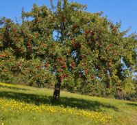 Obstbaumschnitt Sachsen - Crimmitschau Vorschau