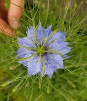 Samen: Nigella damascena, Jungfer im Grünen  bunt Rheinland-Pfalz - Emmelshausen Vorschau