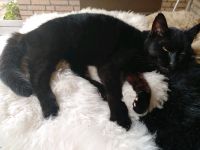 Vermisst: Katze, schwarz mit Halsfleck (weiß) in Mühbrook Schleswig-Holstein - Bordesholm Vorschau