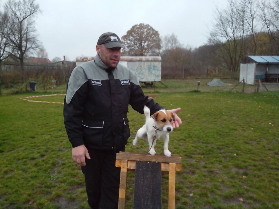 Hundeschule , Hundetraining in Oranienburg , Oberhavel , Berlin in Oranienburg