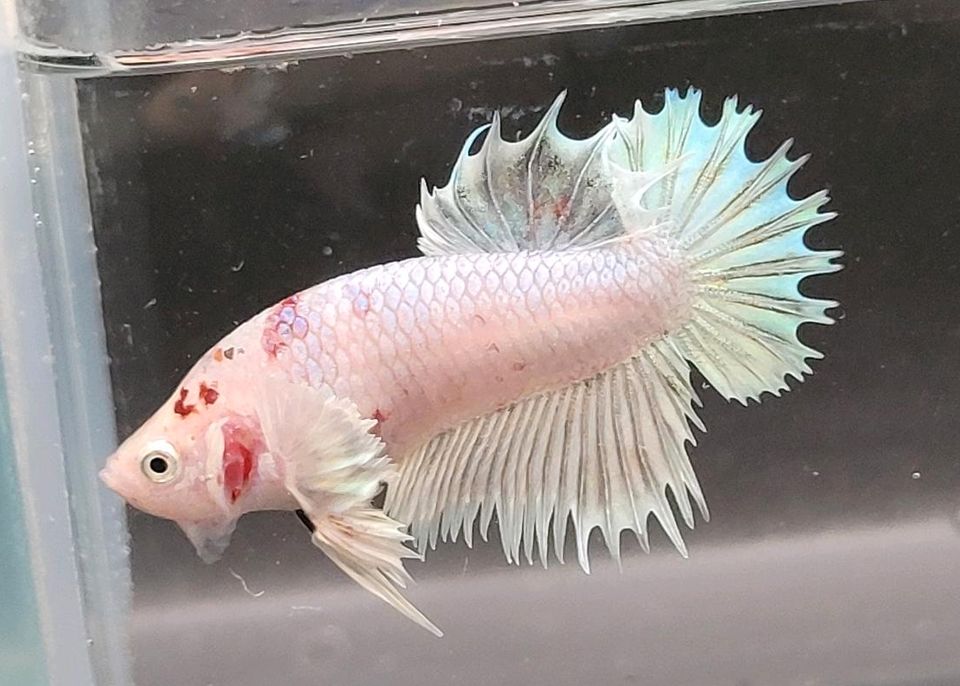 Männchen/ Betta splendens/ Kampffisch/ CTDE/ Crowntail Dumbo in Blönsdorf