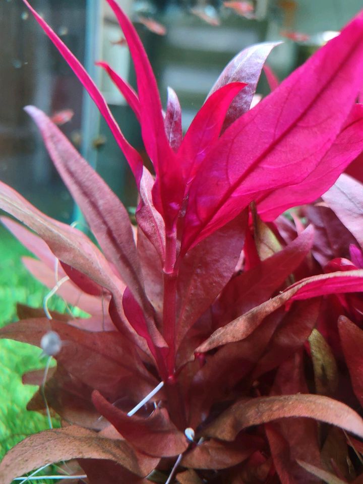 Mini-Papageienblatt /Alternanthera reineckii Mini Aquarienpflanze in Schwäbisch Hall