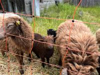 Quessant Schaf Bock Baden-Württemberg - Oberrot Vorschau