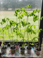 Verkaufe Tomaten - Pflanzen zugunsten des Tierschutzes!  Niedersachsen - Neuenhaus Vorschau